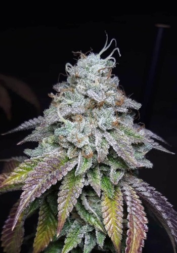 Modified grapes cannabis strain by Symbiotic Genetics grown from marijuana seeds
