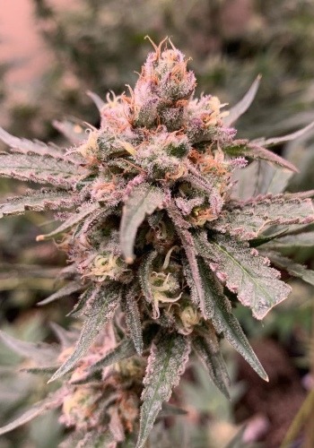 Strawpicanna marijuana strain by Oni Seeds grown from seeds