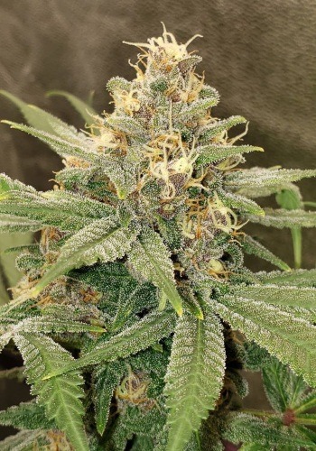 3 Kings strain from Apothecary Genetics grown from 3 Kings regular cannabis seeds