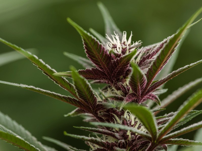 Growing marijuana seeds in Alaska is legal for cultivating up to six plants.