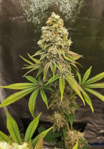 Stacked bud from Caramelita strain by Exotic Genetix. Grown indoors from feminized Caramelita seeds