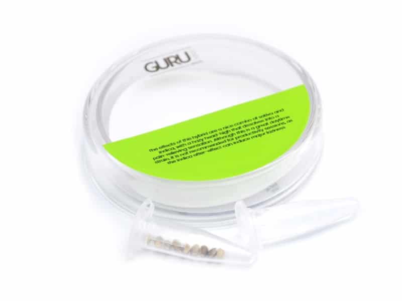 Guru Seeds germination kit for germinating marijuana seeds