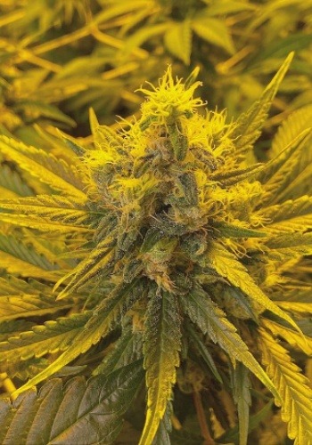 Grease Monkey strain flowering indoors. Grown from Exotic Genetix Grease Monkey seeds