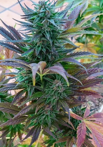 Greasy Grapes seeds by Exotic Genetix grown outdoors to flowering Greasy Grapes strain