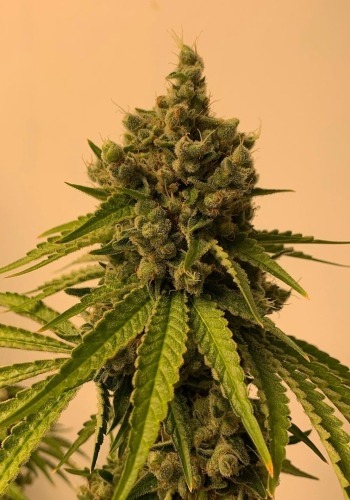 Cannabis flower from the Papaya Punch strain. Grown from Papaya Punch seeds by One Seeds Co.