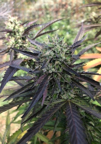 Slippery Susan marijuana strain grown outdoors in natural sunlight. Grown from Slippery Susan seeds by Exotic Genetix