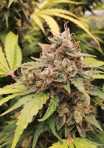 Sweat Helmet marijuana strain with dense potent bud. Grown from Sweat Helmet seeds by seedbank Exotic Genetix