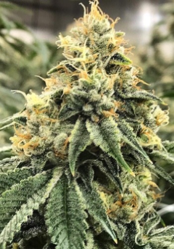 Truffle Monkey strain by seedbank Exotic Genetix grown from feminized Truffle Monkey seeds