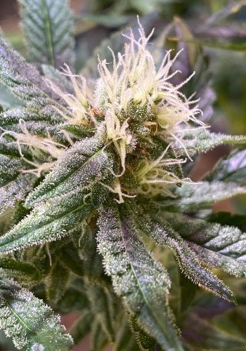 Wet Betty strain with bright pistils. Grown from Wet Betty seeds by Exotic Genetix