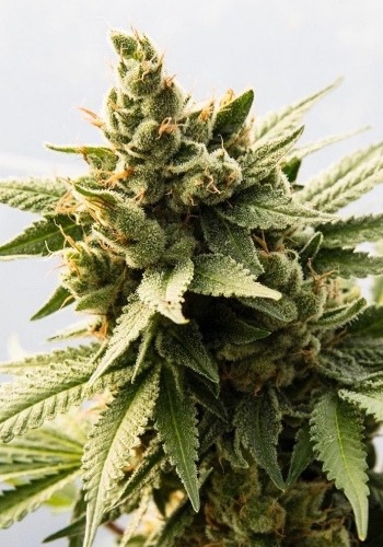 White Gold marijuana strain flowering with large green bud. Grown from White Gold seeds by Archive Seeds