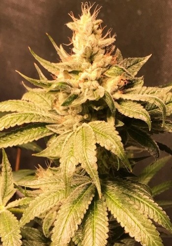 Atomic Sour cannabis strain with resinous leaves. Growing indoors from feminized Atomic Sour seeds by Dank Genetics