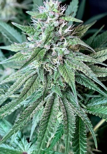 Back to Cookies marijuana strain flowering with deep green bud and white trichomes. Grown from Back to Cookies seeds by Cannarado Genetics