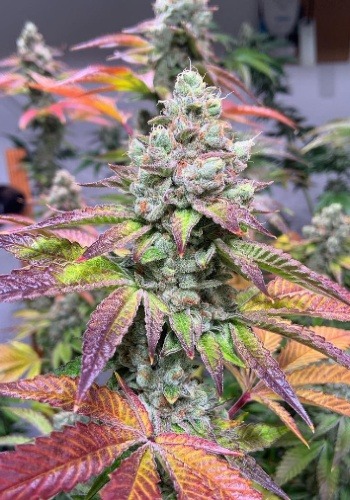 Dank Bananas cannabis strain in flowering phase with vibrant pink and orange colours. Grown from Dank Bananas seeds by Dank Genetics
