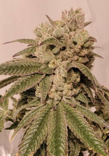 Dank N Later strain flowering with trichome filled seeds. Dank-n-Later seeds by Dank Genetics