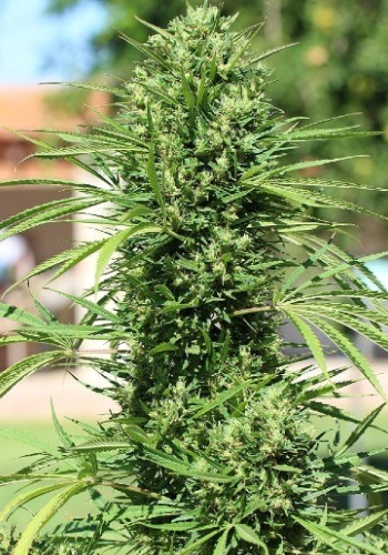 Dankalato cannabis strain stacking large bud. Grown outdoors from Dankalato seeds by Dank Genetics