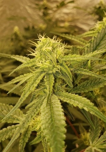 Diesel Dough strain during flowering phase. Grown from Diesel Dough seeds by Archive Seeds
