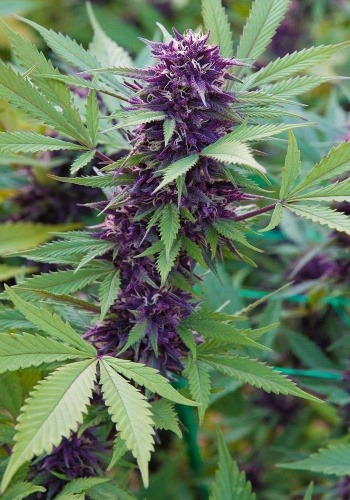 Purple Sunset strain flowering with deep purple hues. Grown from Purple Sunset seeds by Dank Genetics