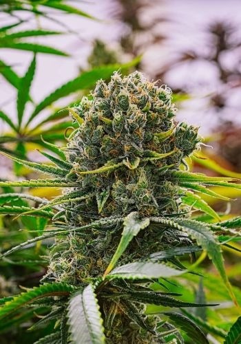 Sherbert Pebbles cannabis strain with flowering with dense bud. Grown from Sherbert Pebbles seeds by Dank Genetics