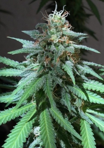 Slap N Tickle cannabis strain flowering with green bud and white trichomes. Grown from Slap N Tickle seeds by Cannarado