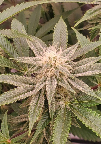 Tarts cannabis strain flowering indoors. Grown from Tarts seeds by Exotic Genetix