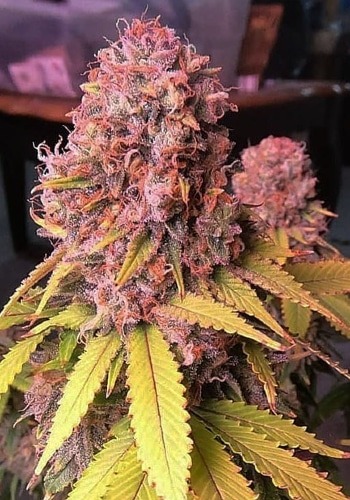 Gelato Cake cannabis strain with pink tinged bud. Grown from Gelato Cake seeds by Elev8 Seeds