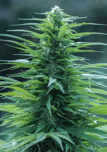 Banana Sorbet cannabis strain during flowering phase. Grown outdoors from Banana Sorbet seeds by DNA Genetics