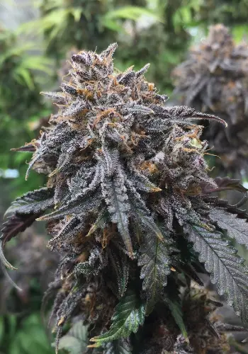 Biscotti Cake marijuana strain flowering with deep purple hues. Grown from Biscotti Cake seeds by Elev8 Seeds