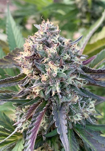 Blackberry Dream marijuana strain flowering with purple hues. Grown from Blackberry seeds by Elev8 seeds