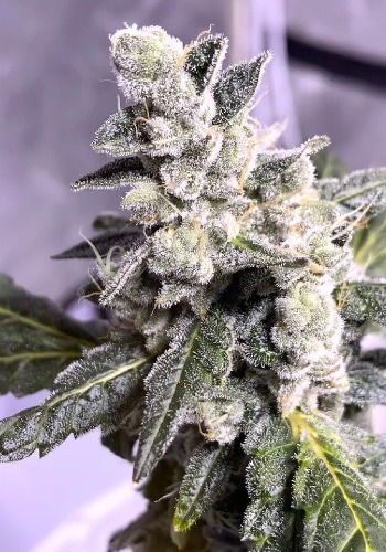 Fruity Punch strain flowering with dense trchome-filled bud. Grown from Fruity Punch seeds by seedbank Elev8 seeds