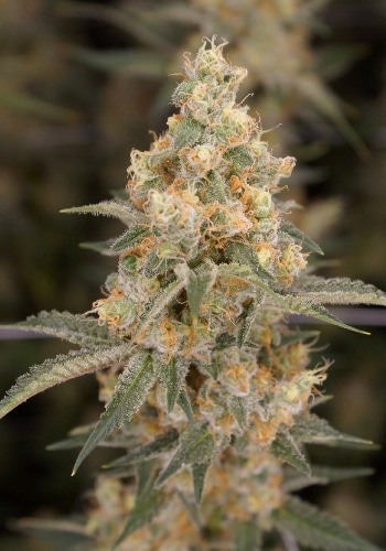 Gelato Kiss marijuana strain flowering with dense bud. Grown from Gelato Kiss seeds by Elev8 Seeds seedbank