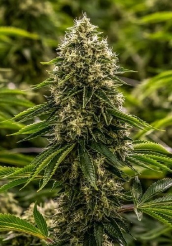 Gelato Sorbet marijuana strain flower with large, dense main cola. Grown from Gelato Sorbet seeds by DNA Genetics