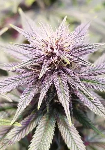 Kosher Sorbet marijuana strain flowering with purple hues. Grown from Kosher Sorbet seeds by DNA Genetics