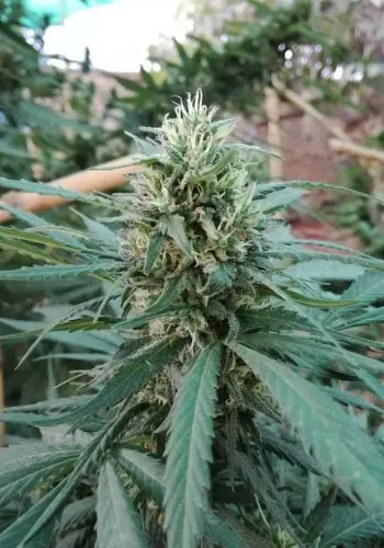 La Quinceanera marijuana strain flowering outdoors with large bud. Grown from La Quinceanera seeds by Cannarado Genetics