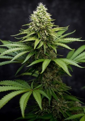 Miss U.S.A marijuana strain flowering with dense green bud and fan leaves. Grown from Miss USA seeds by DNA Genetics