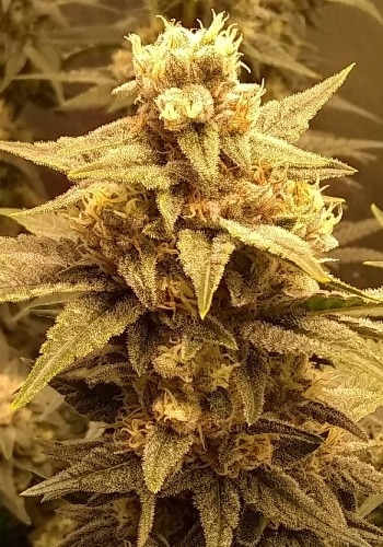 Party Foul cannabis strain flowering with dense bud. Grown from Party Foul seeds by Cannarado Genetics