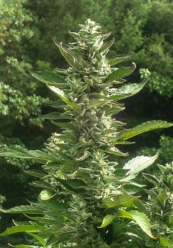 Single Scoop marijuana strain growing with large tall main cola. Grown from Single Scoop seeds by Cannarado Genetics