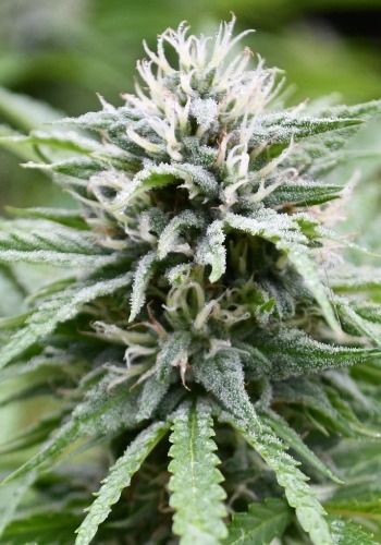 Sour Sundae marijuana strain flowering with white trichomes. Grown from Sour Sundae seeds by Cannarado Genetics