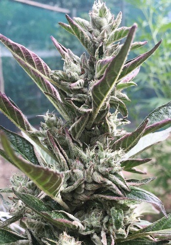 Sundae Sunset marijuana strain flowering outdoors with purple tinge. Grown from Sundae Sunset seeds by Cannarado Genetics