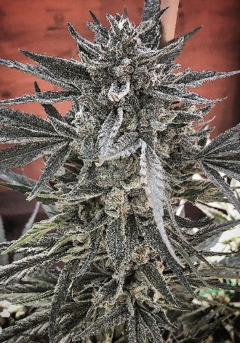 Sour Juice cannabis seeds grown in a high yielding cannabis plant