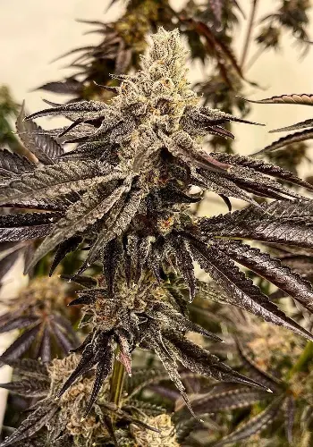 Sour Strawberry cannabis seeds full with THC trichomes