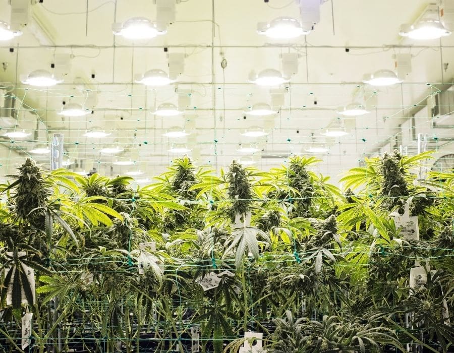 Growing cannabis indoors is known to have advantages