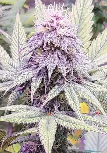 Blackberry Fire Purple marijuana strain growing with purple hues. Grown from Blackberry Fire seeds by Purple Caper Seeds