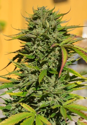Cookie Lady marijuana strain flowering bud. Grown from Cookie Lady seeds by Purple Caper Seeds