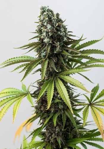 Double Stuffed Sorbet cannabis strain flowering with large green bud. Grown from Double Stuffed Sorbet seeds by DNA Genetics