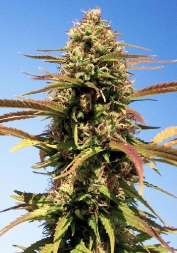 Gelato Zkittlez Cannabis Seeds - Marijuana Grow Shop