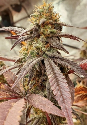 Grandma's Batch marijuana strain flowering with dense bud prior to harvest. Grown from Grandmas Batch seeds by Purple Caper seeds