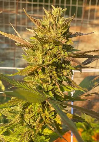 Sorbet Stash marijuana strain flowering indoors with trichome-covered bud. Grown from Sorbet Stash seeds by DNA Genetics