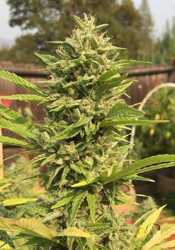 Sour Kosher cannabis strain flowering before harvest. Grown from Sour Kosher seeds by DNA Genetics
