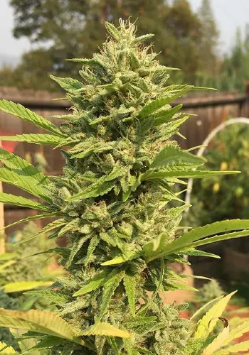 Sour Kosher cannabis strain flowering before harvest. Grown from Sour Kosher seeds by DNA Genetics