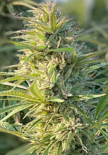 Sour Sorbet cannabis strain flowering with large main cola. Grown from Sour Sorbet seeds by DNA Genetics